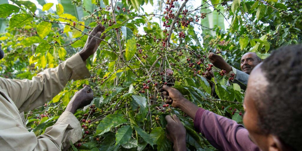 Ethiopian coffee is threatened by European deforestation regulations