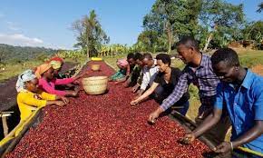 Ethiopia generates over $209.5m from coffee export in May