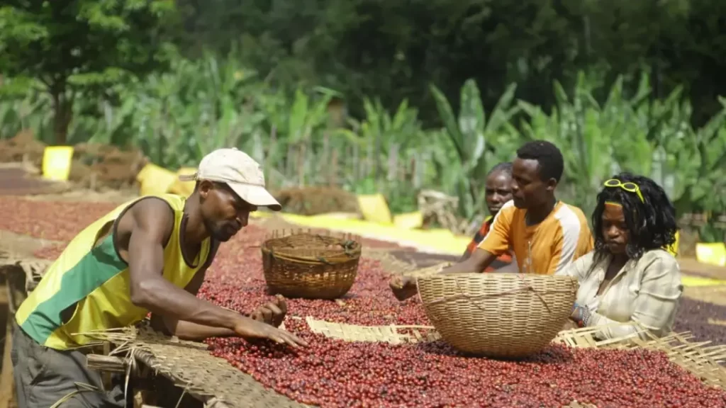 Proposal to Push EU’s Deforestation Law Brews Good News for Ethiopia’s Coffee